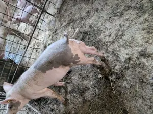 Vând vierus în vârstă de circa 11 luni - imagine 4