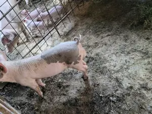 Vând vierus în vârstă de circa 11 luni - imagine 2