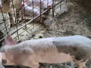 Vând vierus în vârstă de circa 11 luni - imagine 3