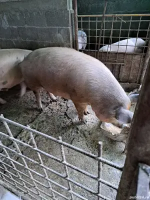 Vand porci pt.sacrificat - imagine 3 Vand porci pt.sacrificat - imagine 3