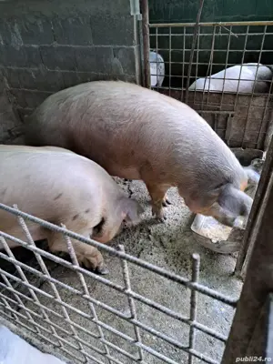 Vand porci pt.sacrificat - imagine 2 Vand porci pt.sacrificat - imagine 2