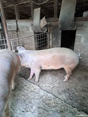Vand porci pt.sacrificat - imagine 5 Vand porci pt.sacrificat - imagine 5