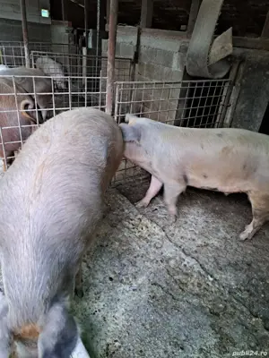 Vand porci pt.sacrificat