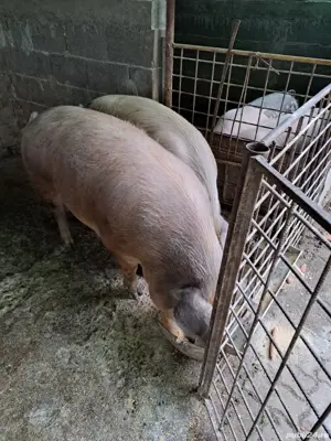 Vand porci pt.sacrificat - imagine 4 Vand porci pt.sacrificat - imagine 4