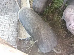 Vand porci Bazna - imagine 2