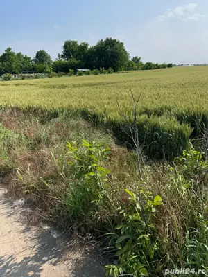 Teren de Vanzare, Grădiștea, sat Sitaru 3200 mp, parcelabil (toate utilitatile) - imagine 8