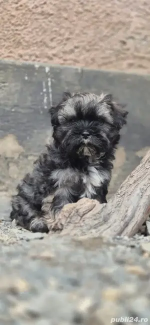 Vand bichon havanez  - imagine 2 Vand bichon havanez  - imagine 2