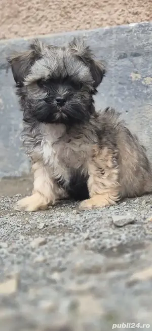 Vand bichon havanez  - imagine 3 Vand bichon havanez  - imagine 3