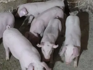 Purcei de 6 saptamani landrace. 