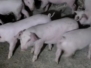 Purcei de 6 saptamani landrace.  - imagine 2