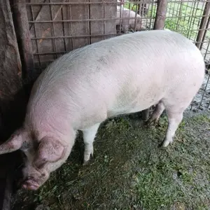 De vanzare  - imagine 2