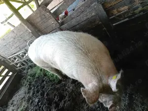 De vanzare  - imagine 4