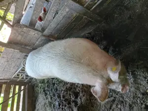 De vanzare  - imagine 3