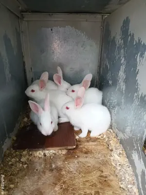 Pui hycole francez! - imagine 2