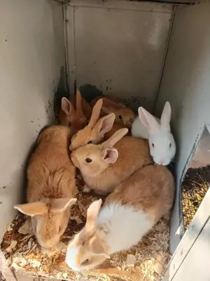 Pui hycole francez! - imagine 3