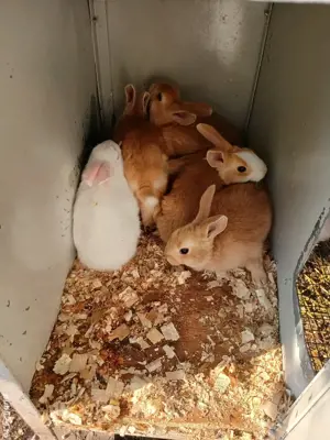 Pui hycole francez! - imagine 4