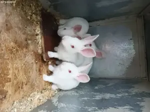 Pui hycole francez! - imagine 5