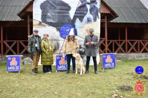 Labrador Campion Romania - mascul auriu - imagine 3 Labrador Campion Romania - mascul auriu - imagine 3