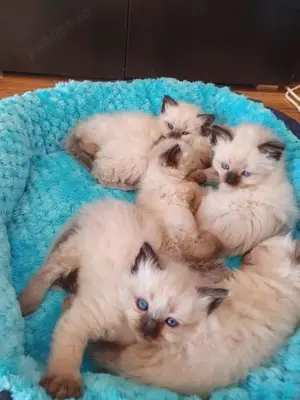 Pisicuțe birmaneze . - imagine 3 Pisicuțe birmaneze . - imagine 3