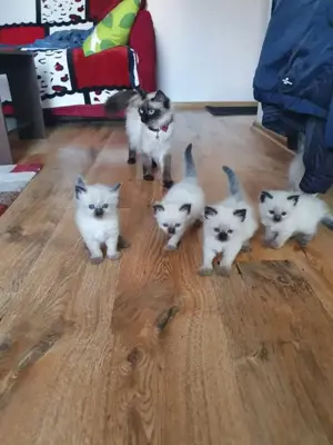 Pisicuțe birmaneze . - imagine 4 Pisicuțe birmaneze . - imagine 4