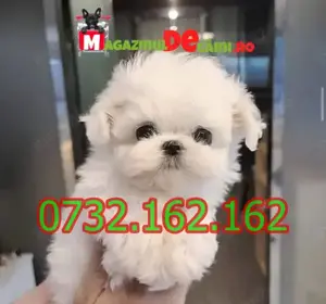Cumpara legal catei Bichon Maltese Mini Toy cu Factura,Carnet,Microcip,Garantie-Livrare la Constanta