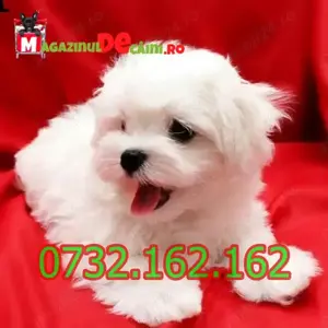 Bichon Maltez Alb Talie Mica cu Factura,carnet,microcip,pasaport, inregistrare- livrare la Bucuresti - imagine 2