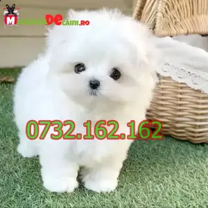 Bichon Maltez Alb Talie Mica cu Factura,carnet,microcip,pasaport, inregistrare- livrare la Bucuresti - imagine 10
