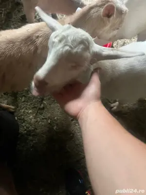 vand iezi de anul asta