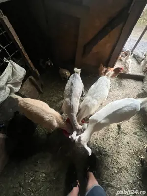 vand iezi de anul asta  - imagine 5