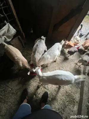 vand iezi de anul asta  - imagine 2