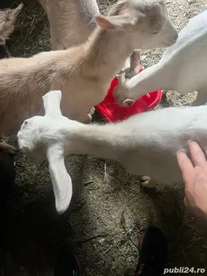 vand iezi de anul asta  - imagine 3