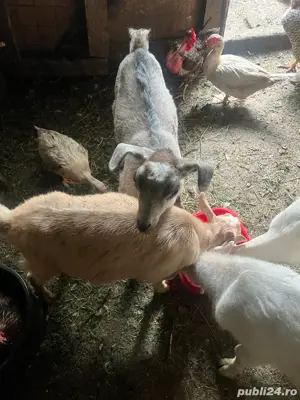 vand iezi de anul asta  - imagine 4