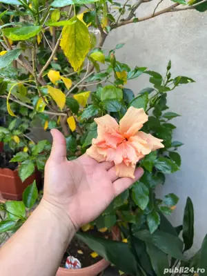 plante la ghiveci - imagine 3