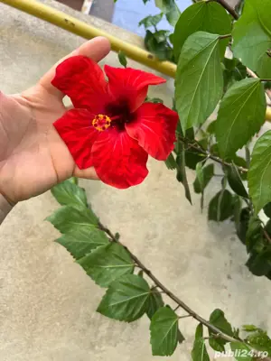 plante la ghiveci - imagine 2