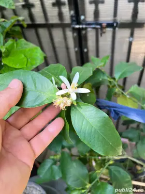 plante la ghiveci - imagine 4