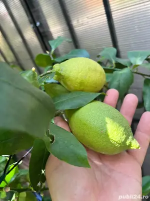 plante la ghiveci - imagine 5