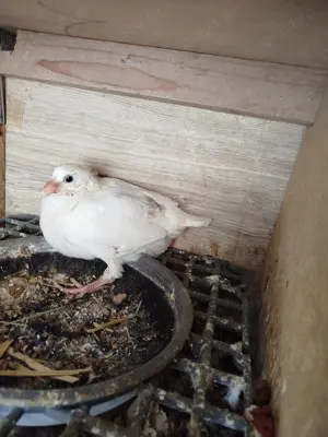 Vând porumbei albi și bălțați  - imagine 2