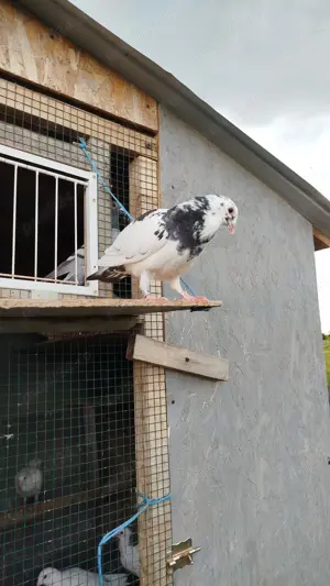 Vând porumbei albi și bălțați 