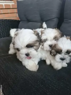 Shih tzu rasa - imagine 2