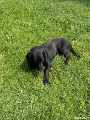 mascul labrador  metis  - imagine 3