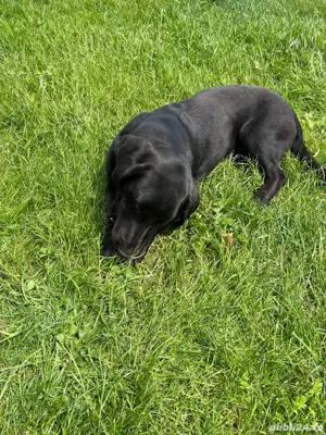 mascul labrador  metis  - imagine 2