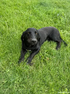 mascul labrador  metis 