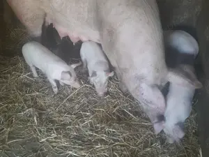 Vand Purcei Giurgiu  - imagine 2