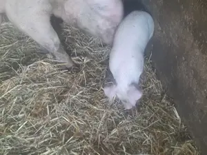 Vand Purcei Giurgiu  - imagine 3