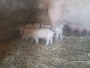 Vand Purcei Giurgiu  - imagine 5