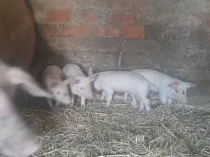 Vand Purcei Giurgiu  - imagine 4