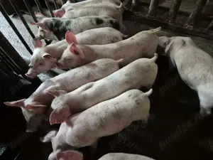 Purcei Rasă de carne Pic  - imagine 2