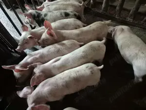 Purcei Rasă de carne Pic  - imagine 3