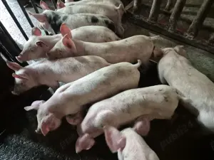 Purcei Rasă de carne Pic  - imagine 5