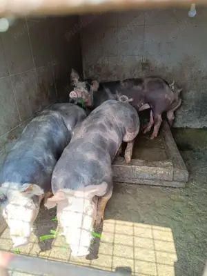 Vând porci  - imagine 2